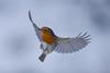 An image showing a flying robin