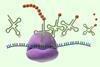 Ribosome and protein synthesis