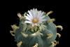 Lophophora williamsii cactus with flower