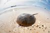 Horseshoe crab