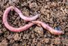 A photo of an earthworm on some soil