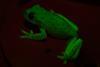 Fluorescent frogs  #7797 - Index