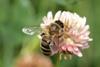honey-bee-flower_shutterstock_300
