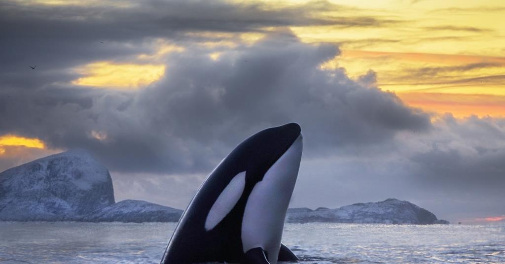 Banned persistent pollutant still threatens half of killer whales
