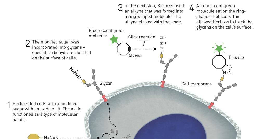 Explainer: Why Have Bioorthogonal And Click Chemistry Won The 2022 ...