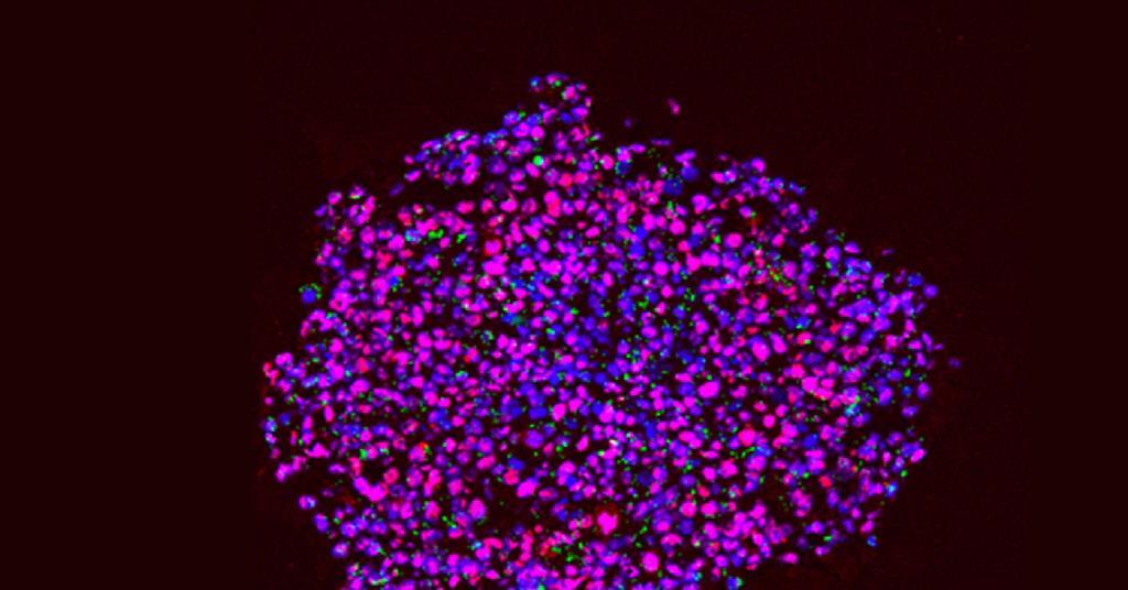 Microplastics Passed On During Cell Division 