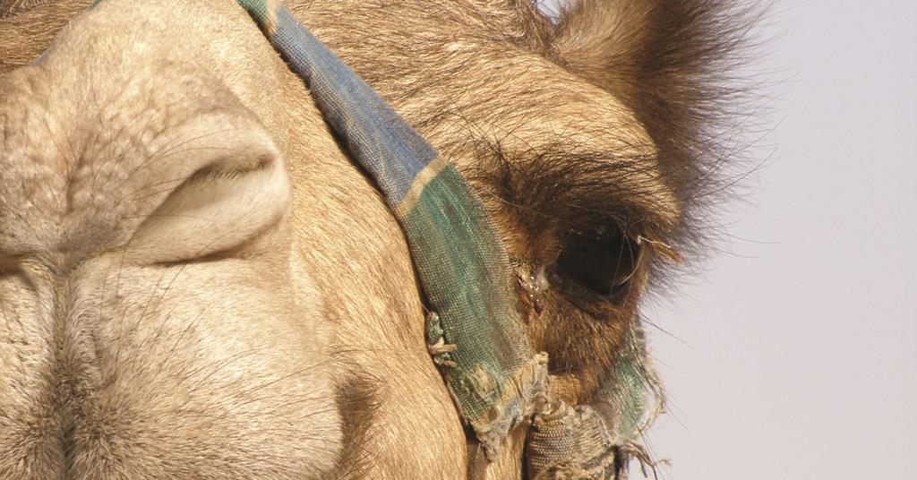Camel Hair Shows Shape Memory Research Chemistry World Camel Hair Shows Shape Memory Research Chemistry World