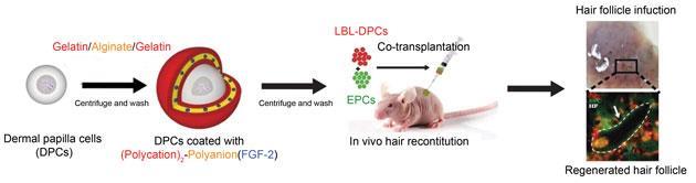 Hair follicle stem cells impor IMAGE  EurekAlert Science News Releases