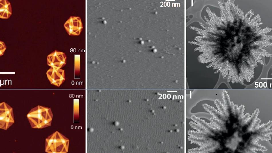 Fake microscopy images generated by AI are indistinguishable from the real thing | Research