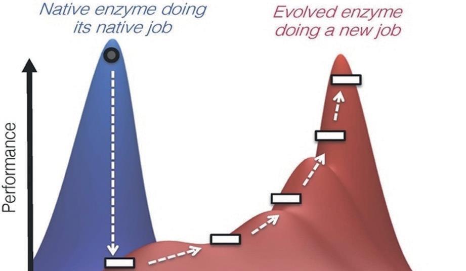 Artificial enzymes catalysis by design Feature Chemistry World