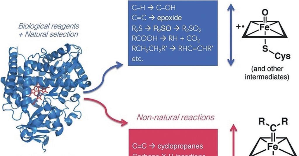 Artificial enzymes catalysis by design Feature Chemistry World