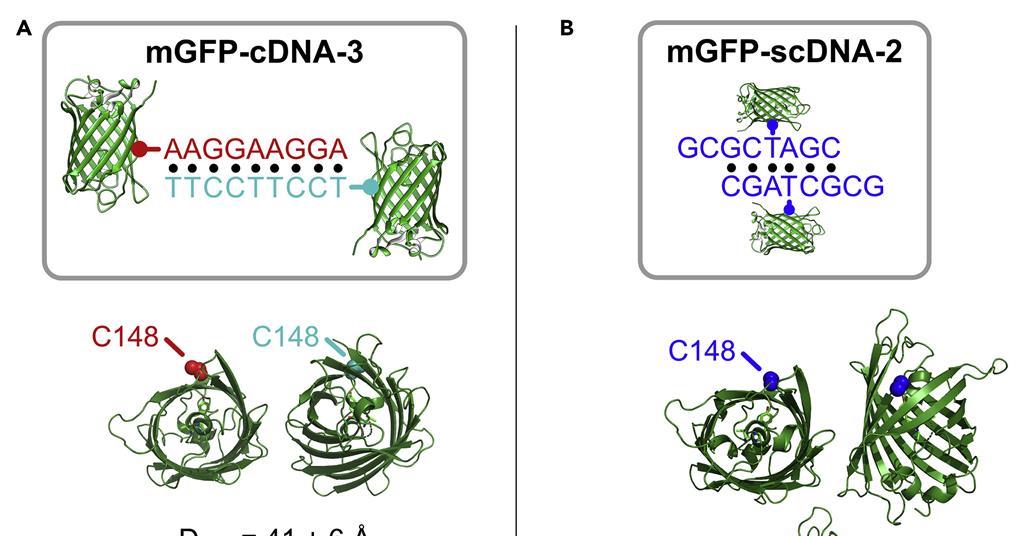 dna instructions pack proteins into