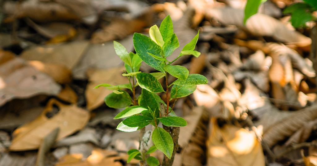 Coca plants’ production pathway for cocaine finally unravelled