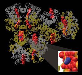 Artificial blood | Feature | Chemistry World