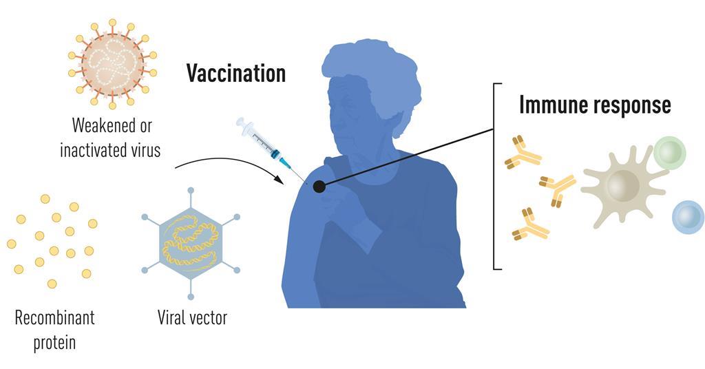 mRNA vaccine pioneers win medicine Nobel prize News Chemistry World