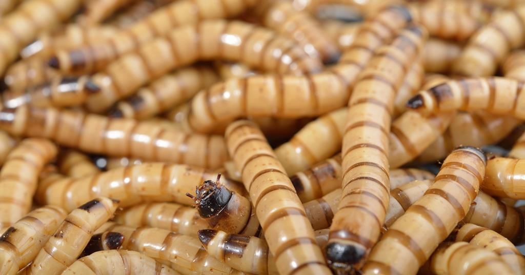 mealworms eu