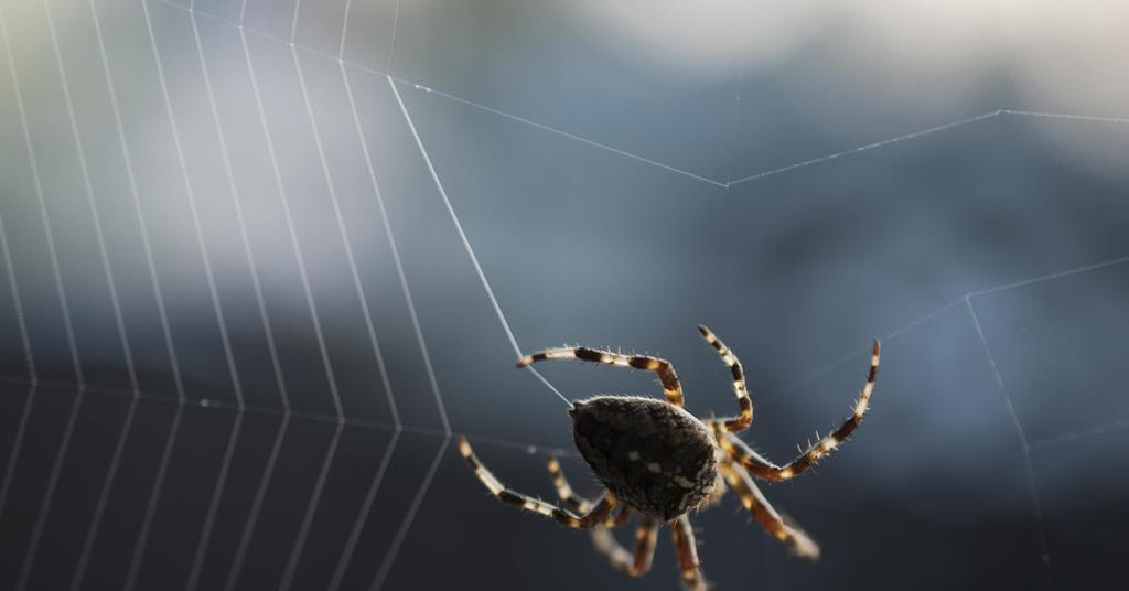 Strongest Synthetic Spider Silk Spun Out In The Lab Research Chemistry World