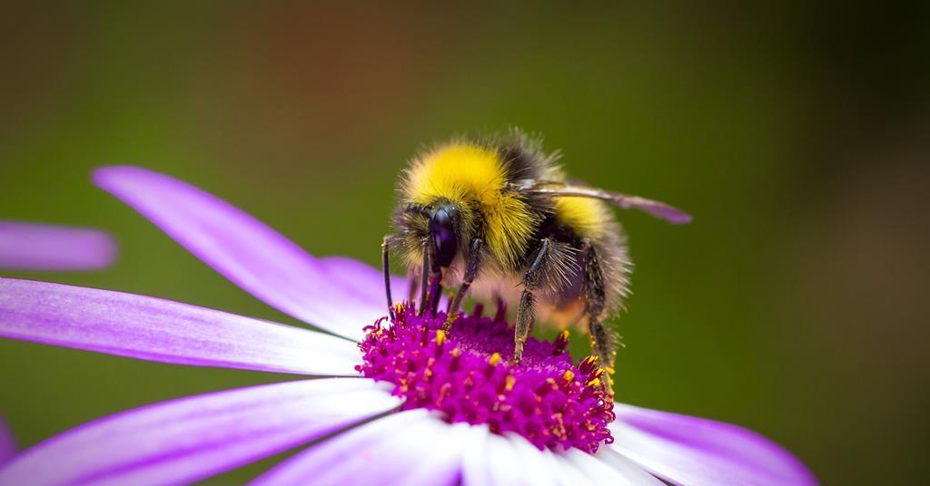 Bees’ static buzz triggers release of floral fragrance | Research