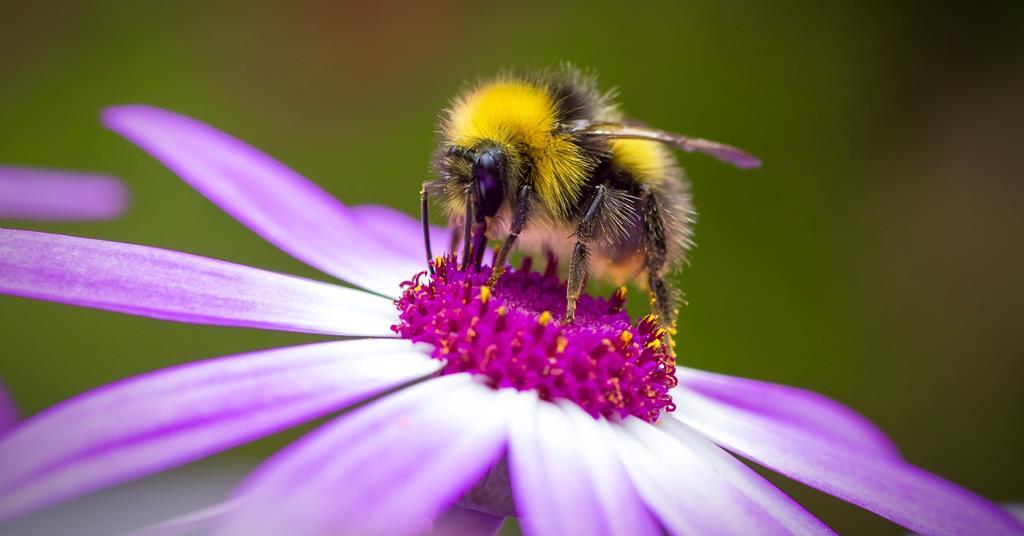 Bees’ static buzz triggers release of floral fragrance Research