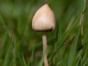 Drug Restrictions Delay Magic Mushroom Trial News Chemistry World