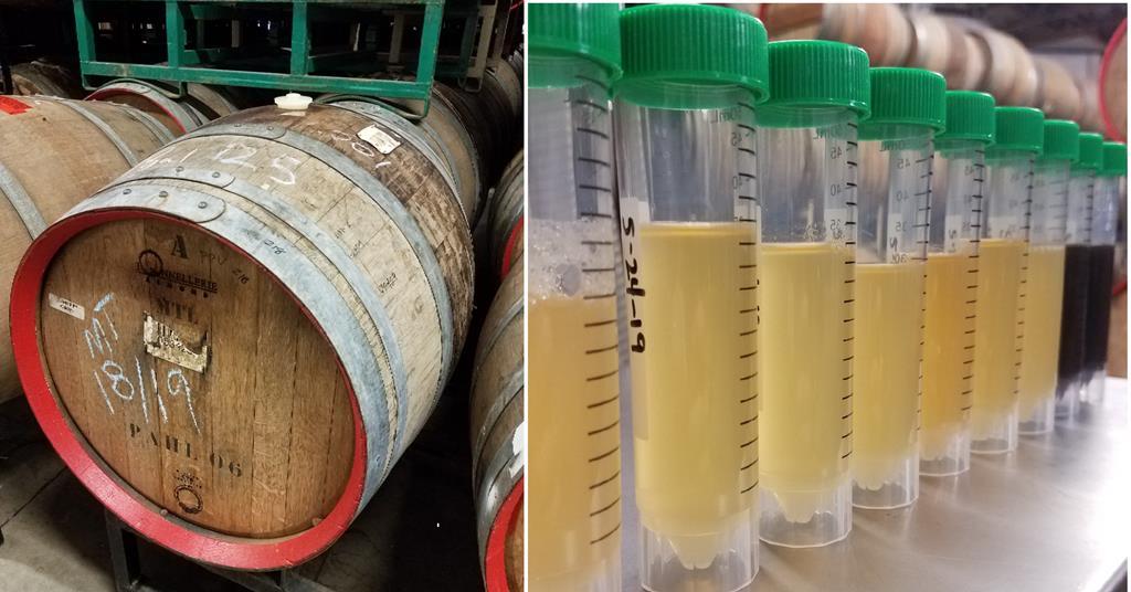 Sour beer compounds tracked during brewing process | Research ...