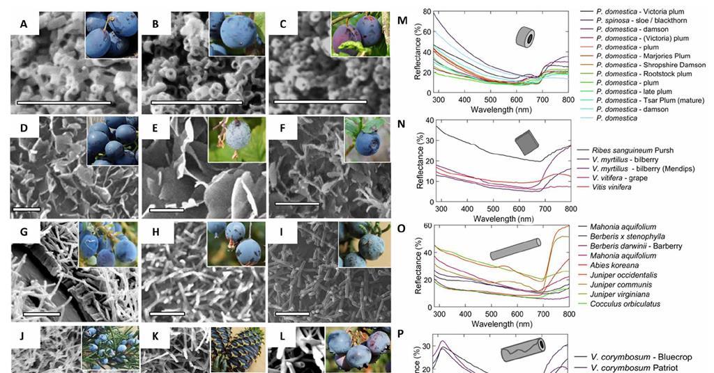 Blueberries' blue is just skin deep, depending on structure not