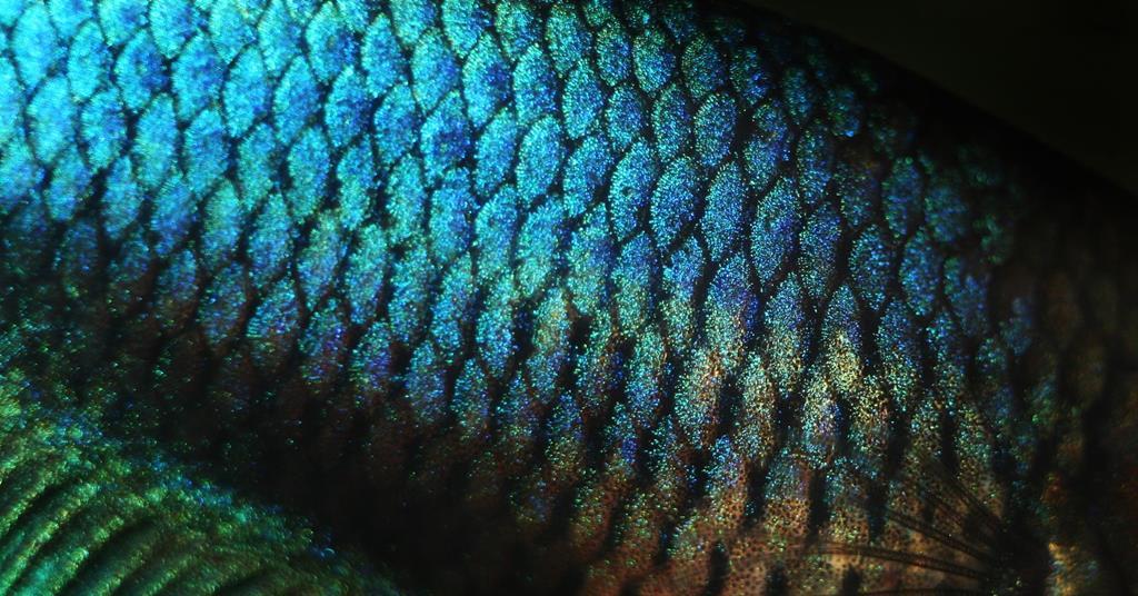 Keratin Podcast Chemistry World