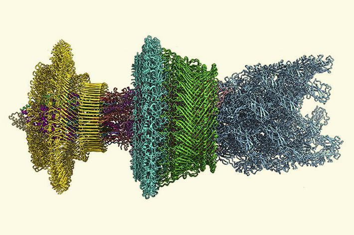 Nature's nanomachines | Opinion | Chemistry World