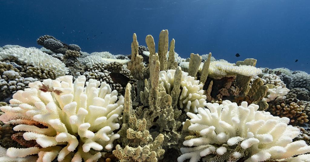 oxybenzone and coral reefs