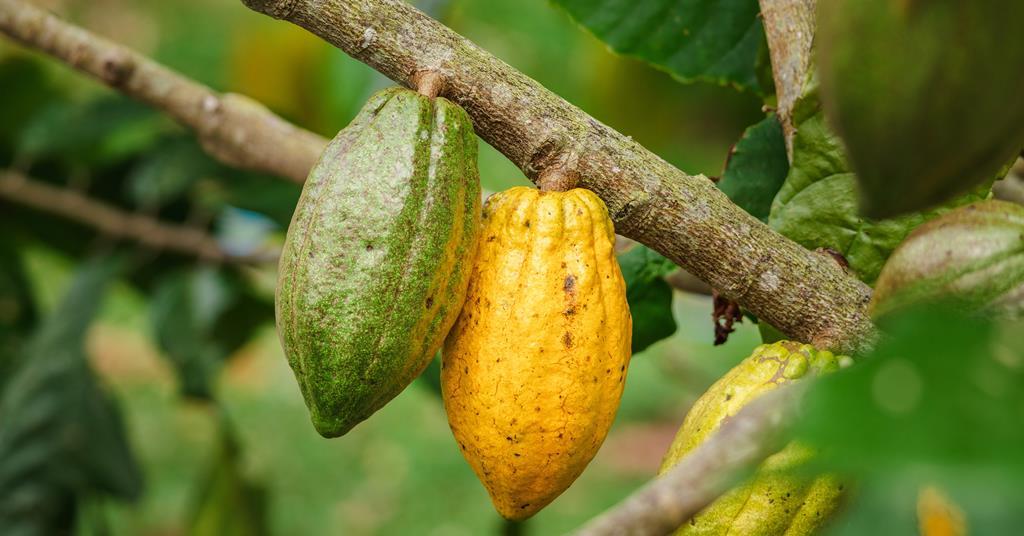 Could lab-grown cocoa be the solution to the climate and supply chain woes plaguing chocolate?