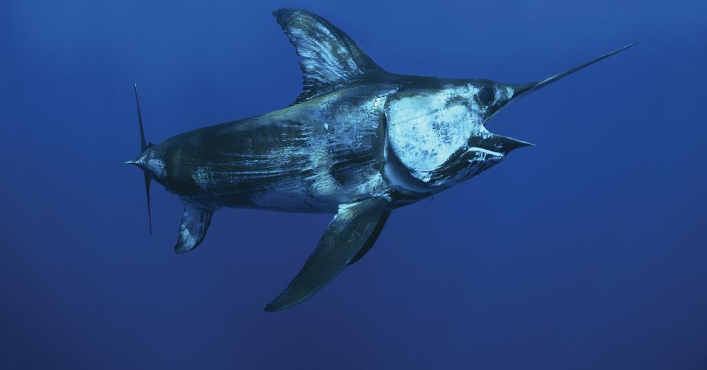 Glowing polymer highlights mercury in fish Research Chemistry World