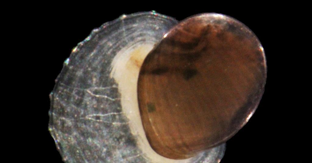 Chemical analysis of limpet shells reveals mechanism behind deep-sea migrations | Research