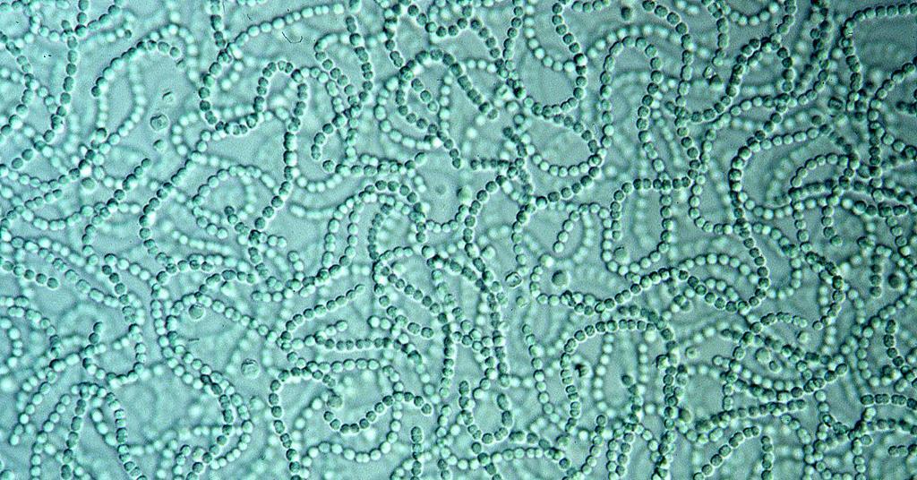 Oxygens Classification A Deeper Dive Into Chemistry - wr4e0wj
