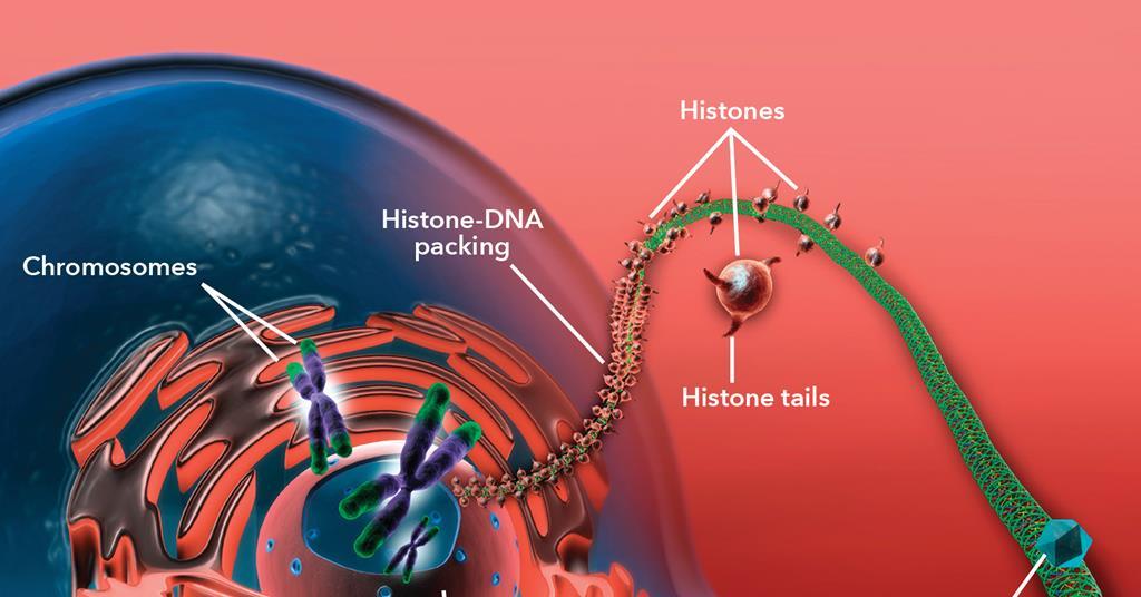 Drugging the epigenome | Feature | Chemistry World