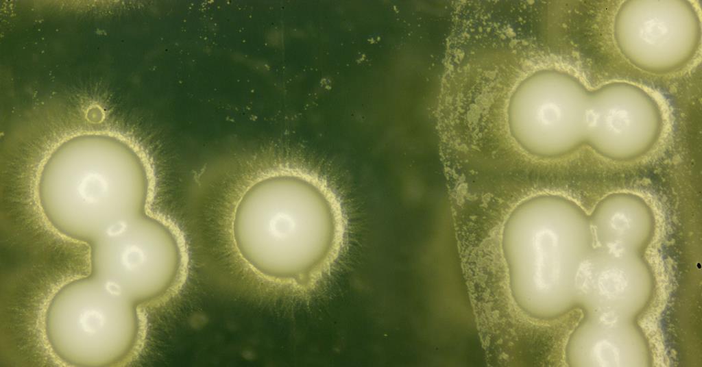 Genetically Engineered Yeast Brews Up Heady Mix Of Natural And 