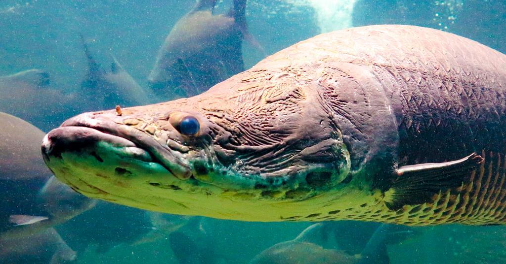 Secret of super-tough scales of giant ian fish uncovered