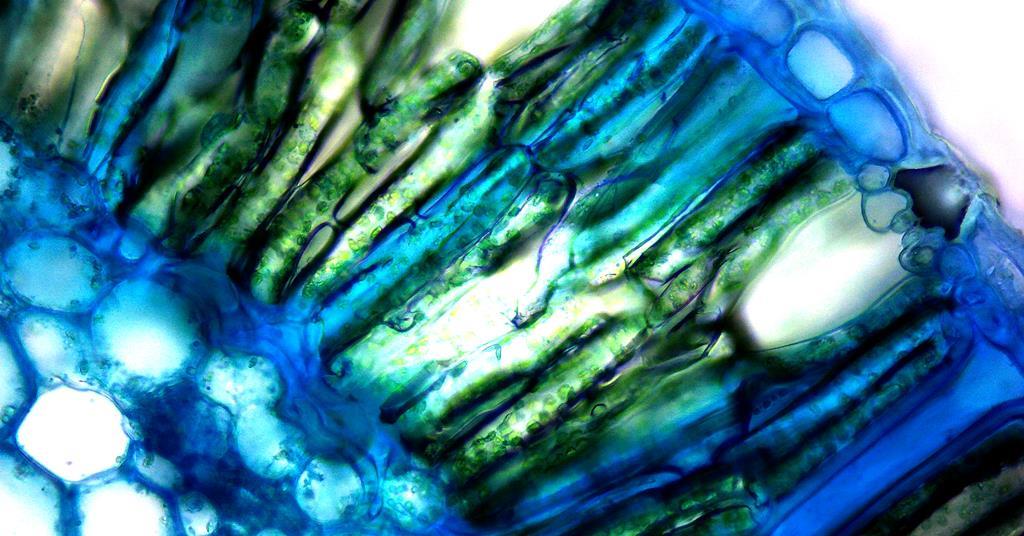 A citizen science app for teaching botany opinion chemistry world