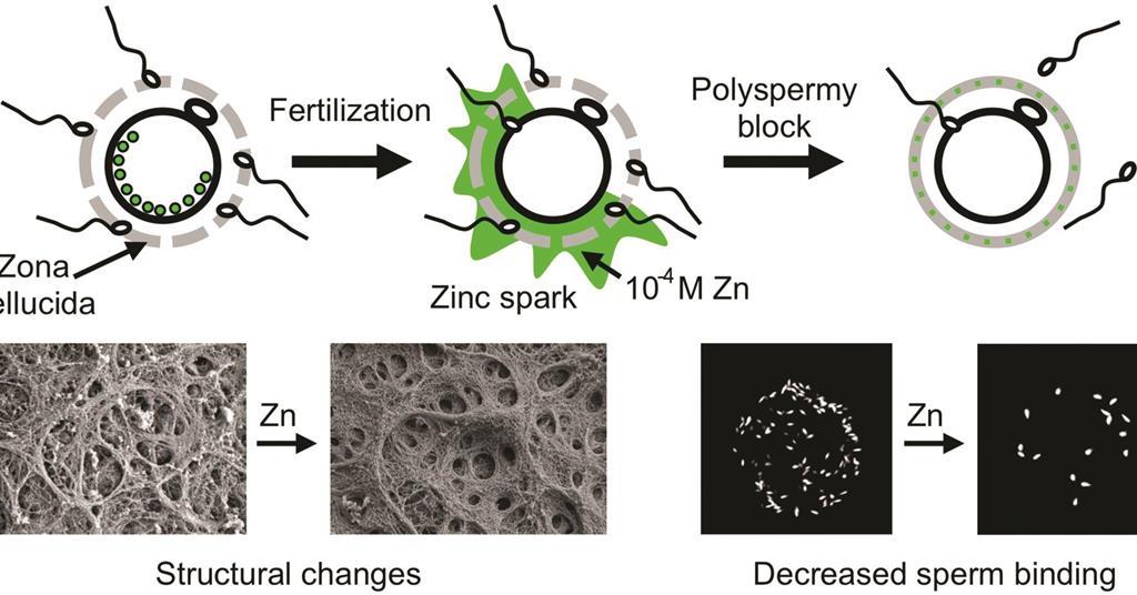 Zinc spark shows sperm the chequered flag Research Chemistry World