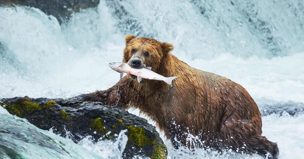 Bare necessities of grizzlies' diet revealed | Research ...