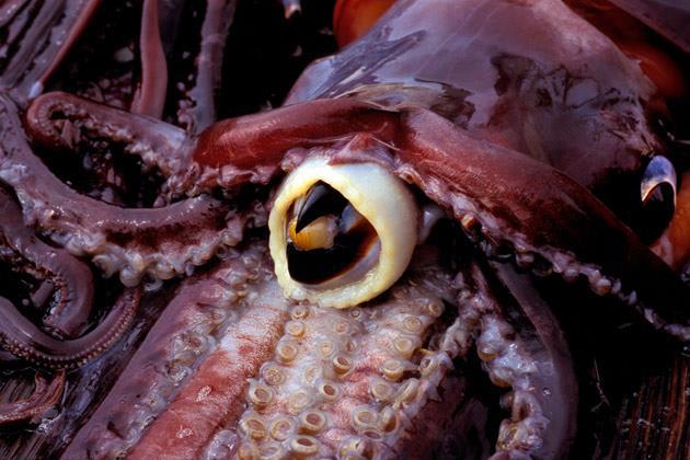 Squid beak insight shifts chitosan composites up the pecking order | Research | Chemistry World
