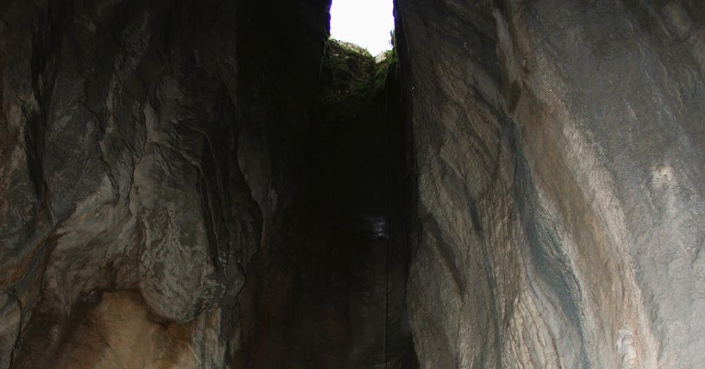 Medieval bear’s teeth shed light on historic heavy metal pollution