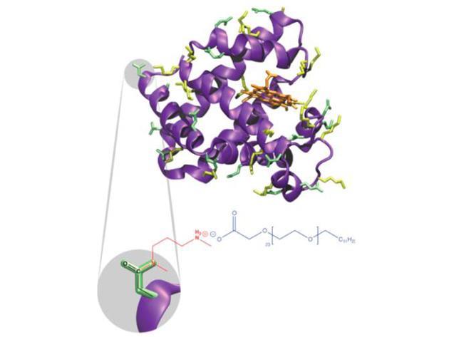 Polymer replacement for the hydration shell | Research | Chemistry World