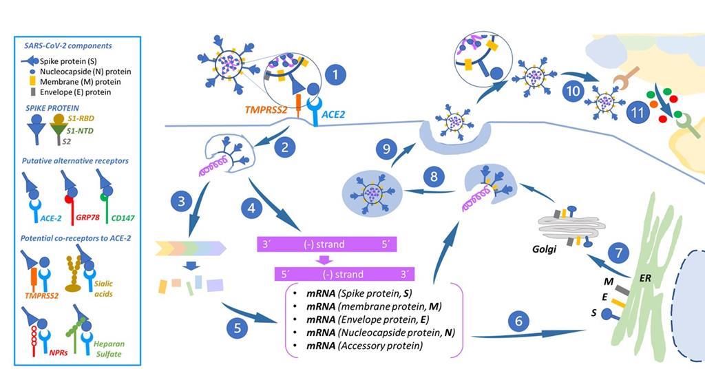 Knowledge from human relevant cell, tissue and mathematics-based methods as  key tools for understanding COVID-19 | Book | Chemistry World