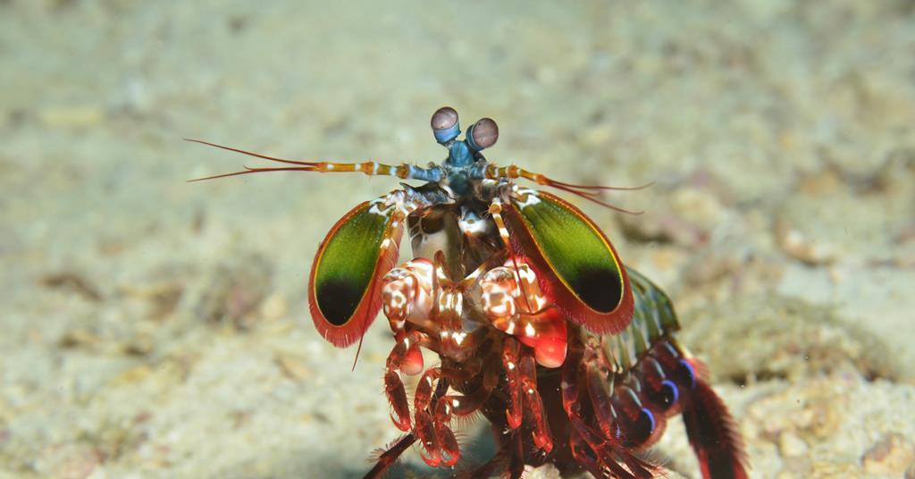 Peacock mantis shrimp