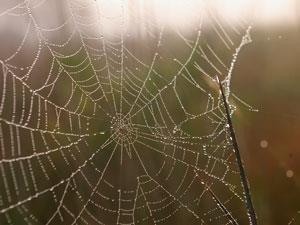Spider Web Single Thread ‘Spider threads’ bring great self-healing power | Research | Chemistry ...