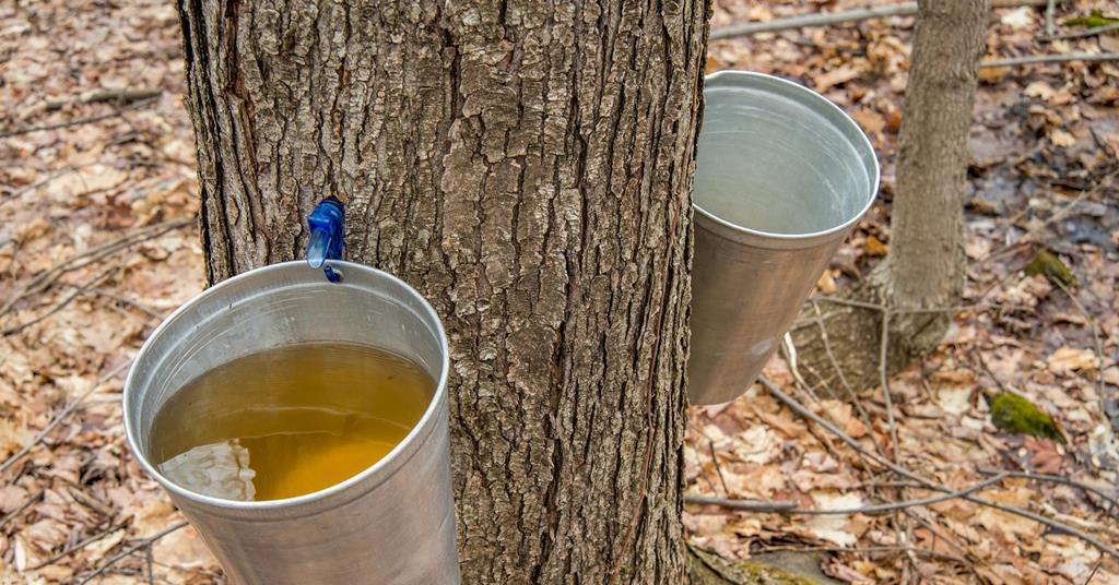 Maple syrup enhances antibiotics Research Chemistry World