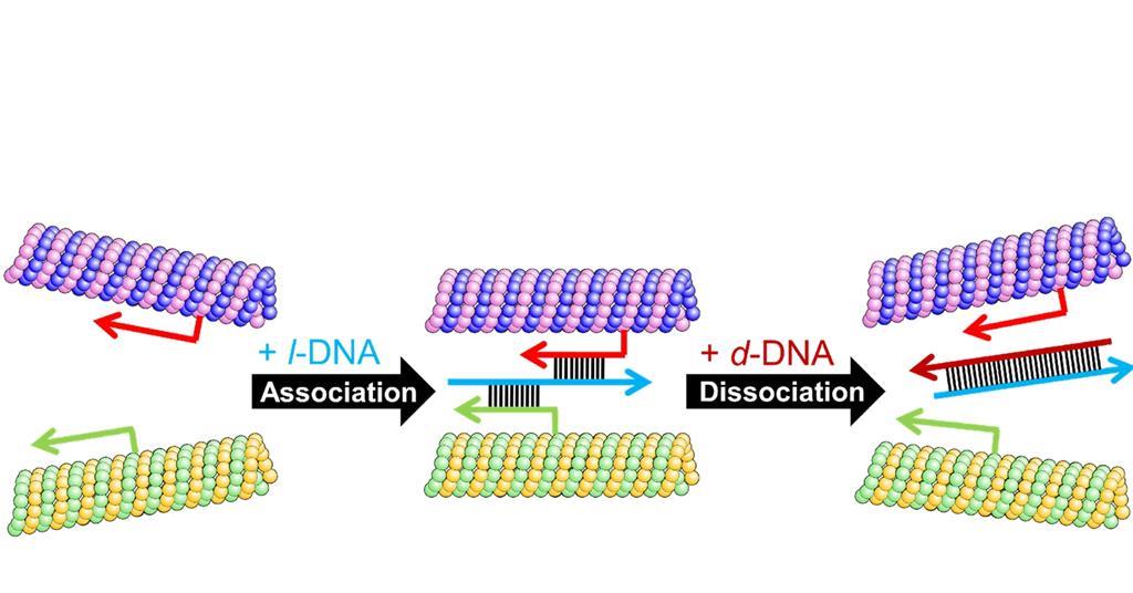 form artificial muscles