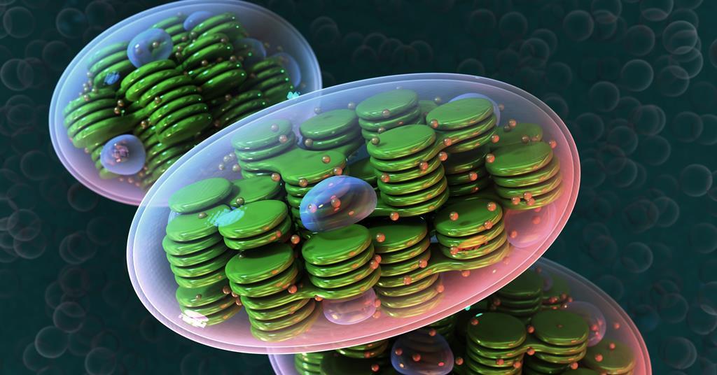 Plant machinery functions inside synthetic protocell | Research ...