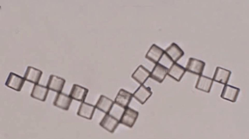Magnetic microbot traps single cell | Research | Chemistry World