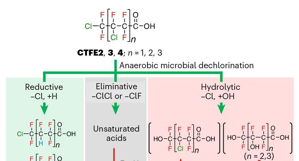 Microbial degradation offers way to tackle chlorinated PFAS in ...